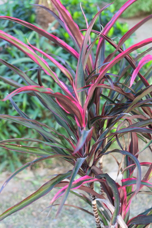 Dragon Tree is a beautiful natural color of the leaves.の写真素材