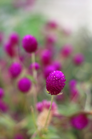 Sprinkle the flowers are purple flowers.の写真素材
