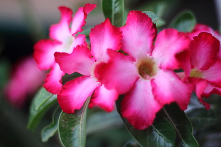 Azalea flowers fuchsia colorの写真素材
