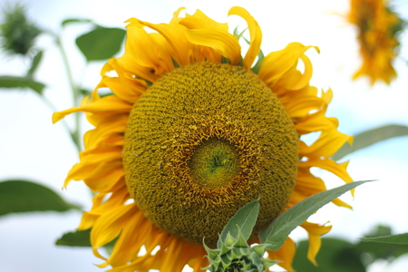 Yellow sunflowers on a white background.の写真素材