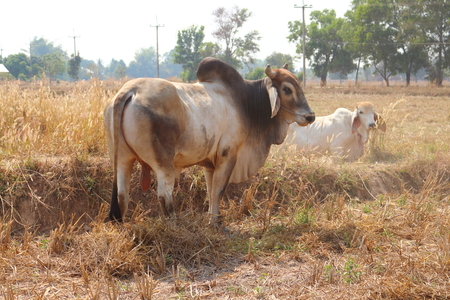 White Bull Tricky release natural food.の写真素材