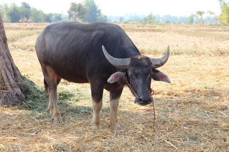 Black buffalo was let in natural daylight.の写真素材