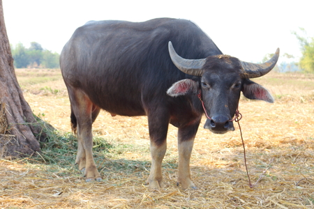 Black buffalo was let in natural daylight.の写真素材