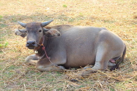 Black buffalo was let in natural daylight.の写真素材