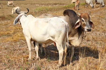 White Bull Tricky release natural food.の写真素材