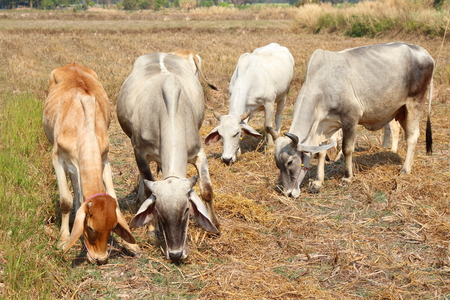 White Bull Tricky release natural food.の写真素材