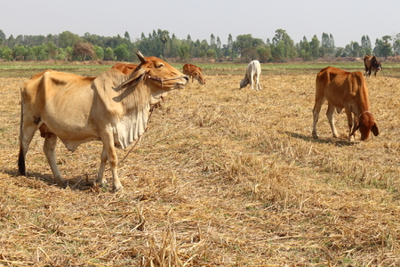 Brown Cow release tricky natural food.の写真素材