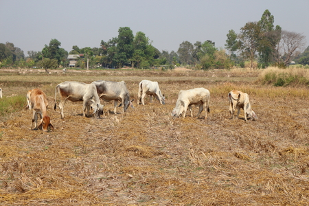 White Bull Tricky release natural food.の写真素材
