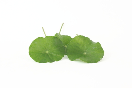 Asiatic green on a white background.の写真素材