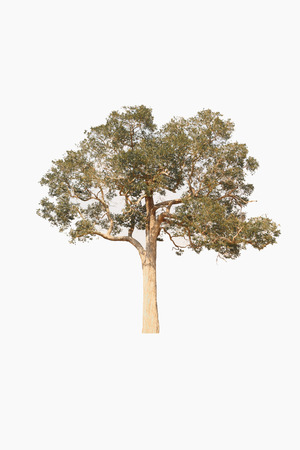 Tree on a white background look natural and beautiful.の写真素材