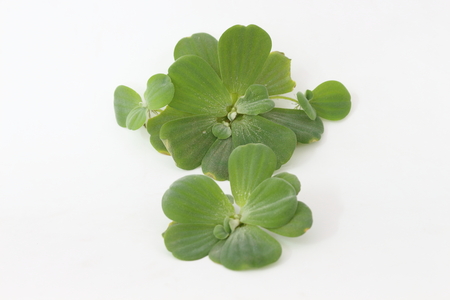 Spawn green on a white background Erickson.の写真素材