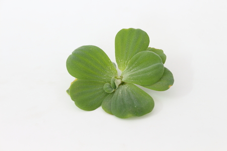 Spawn green on a white background Erickson.の写真素材