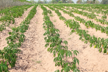 The small green cassava plantations in the dry season, which is arranged in long rows.の写真素材