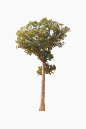 Tree on a white background look natural and beautiful.の写真素材