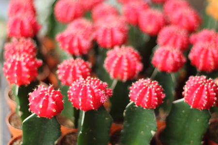 The globular cactus with a red top.の写真素材