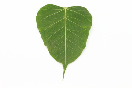 Bodhi Tree On a white background in thailandの写真素材