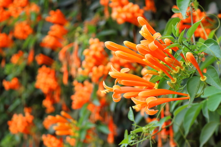 The orange trumpet is in the garden.の写真素材