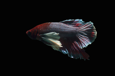 White-breasted brown-tailed eared fish on a black background.の写真素材