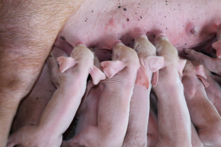 Pig eating a small white milk.の写真素材