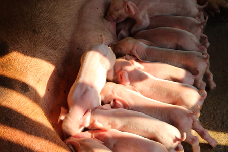 Pig eating a small white milk.の写真素材