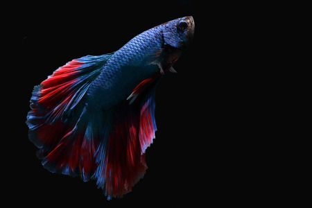 A blue biting fish with a beautiful red tail on a black background.の写真素材