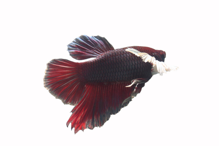 Red-billed fish have a large white ear on a white background.の写真素材