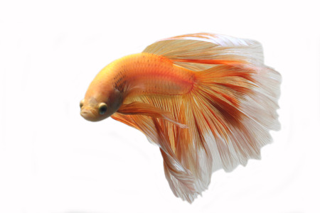 Yellow biting fish on a white background.の写真素材