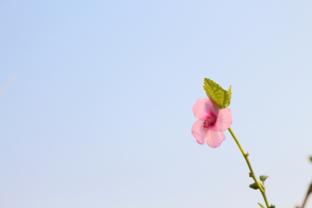 Pink flowers along the way.の写真素材