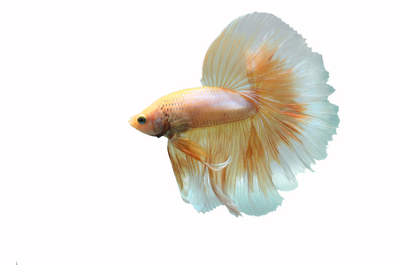 Yellow biting fish on a white background.の写真素材