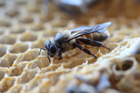 The newborn bee is walking on the nest.の写真素材