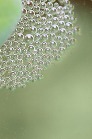 Bubble nest is made by biting fish.の写真素材