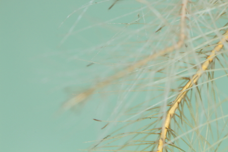 The roots of Water Lettuce are in the water.の写真素材