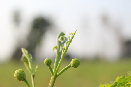White popinac In the garden look beautiful and natural.の写真素材