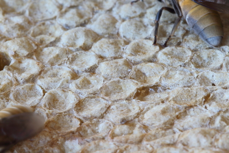 Honeycomb white lined in a lot of orderly.の写真素材