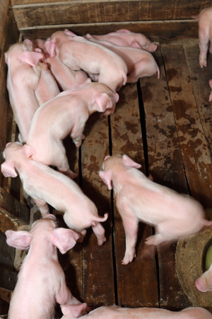 Many white pig on a farm in thailand.の写真素材