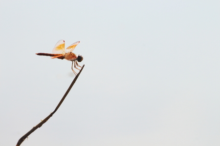 An orange dragonfly holds a twig on a white background.の写真素材