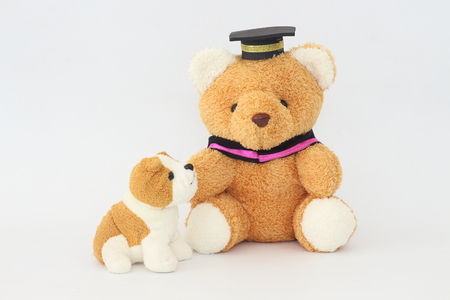 A brown bear wearing a graduation cap and a brownish white dog doll on a white background.の写真素材