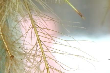 The roots of Water Lettuce are in the water.の写真素材