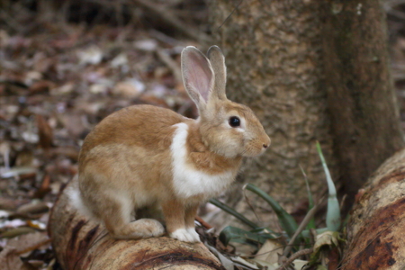 Brown Rabbits are in the wild in the dry season.の写真素材