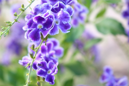 Duranta repens many beautiful purple flowers in the garden.の写真素材