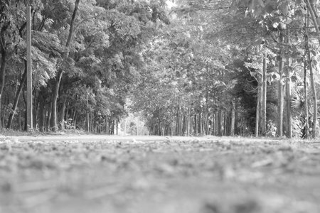 Many forests are on the side of the road.の写真素材