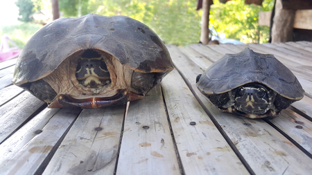 Two turtles on a wooden background in Thailand.の写真素材