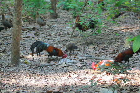 Jungle feeding on food in the morningの写真素材