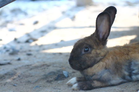 Brown Rabbits are in the wild in the dry season.の写真素材