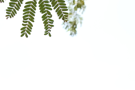 Beautiful green leaves on a white background.の写真素材