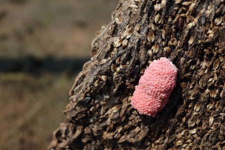 Snail eggs on dry wood in Thailand.の写真素材