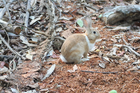 Brown Rabbits are in the wild in the dry season.の写真素材