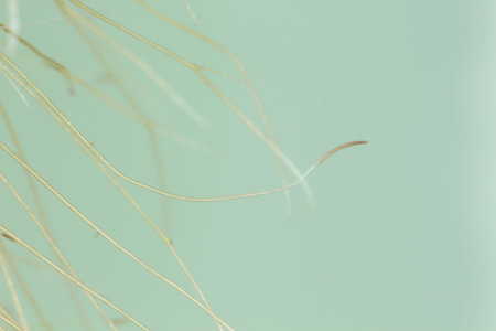 The roots of Water Lettuce are in the water.の写真素材