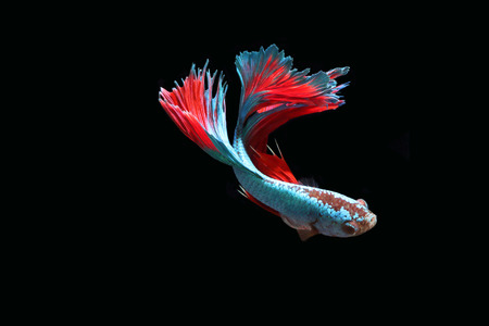 Blue fighting fish on a black background.の写真素材