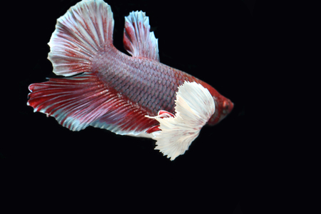 Red fighting fish on a black background.の写真素材